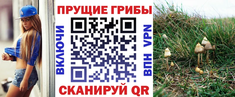 где можно купить   Красноярск  Псилоцибиновые грибы мухоморы 